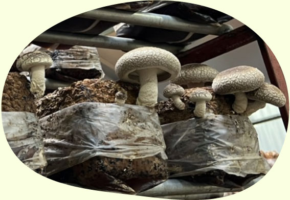 椎茸菌床栽培 大型椎茸